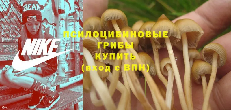 блэк спрут вход  Данков  Галлюциногенные грибы Psilocybe 